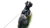 Portable GPS Tracking for Dog Realtime Waterproof Collar Pet Tracker Size:XS