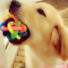 Pet Dog Puppy Colorful Rubber Training Chew Ball Small Bell Squeaky Sound Play Toy Dog Bite Resistant Ball Dog Accessories