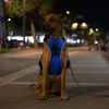 Light Up Dog Harness Rechargeable LED Dog Harness No Pull Lighted Dog Vest with Handle for Small/Medium/Large Dogs